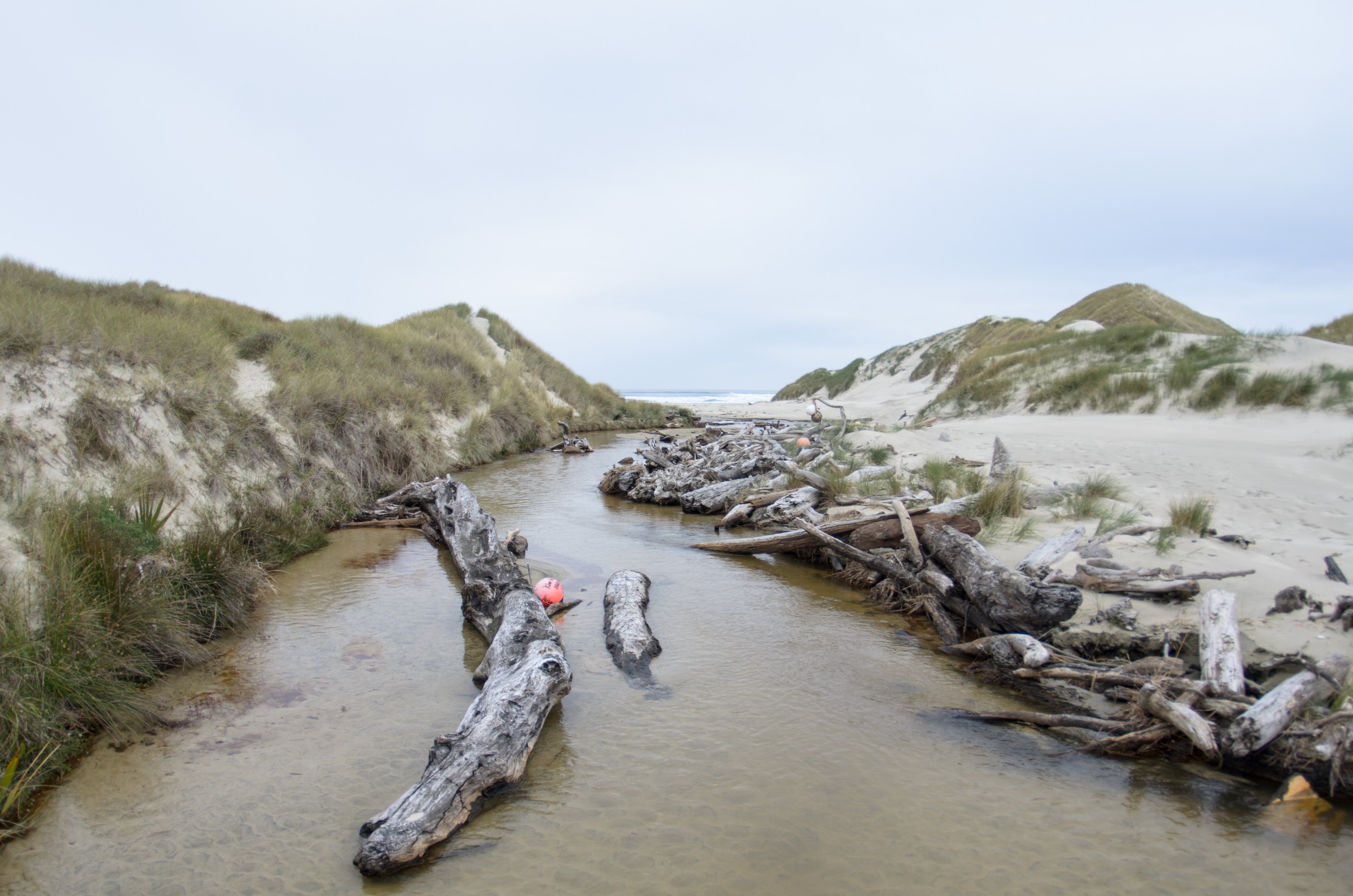 DSC_1995 – Adventure, Bay, Crispin, Island, March 2017, Mason, Mason Bay, National Park, New, New Zealand, Rakiura, South, Stewart, Zealand